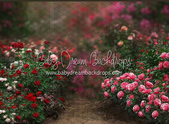 Rose path